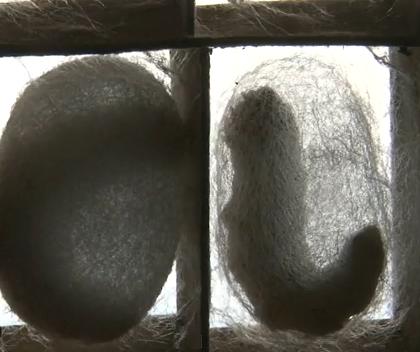 kepompong ulat sutera